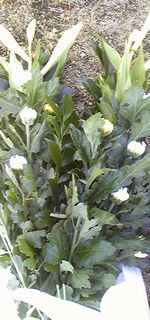 f0196800_1447457.jpg