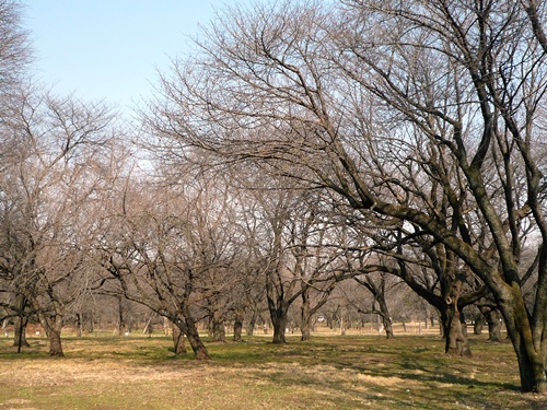 d0057701_1039425.jpg