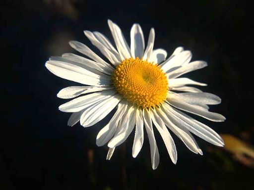 b0012636_202057.jpg