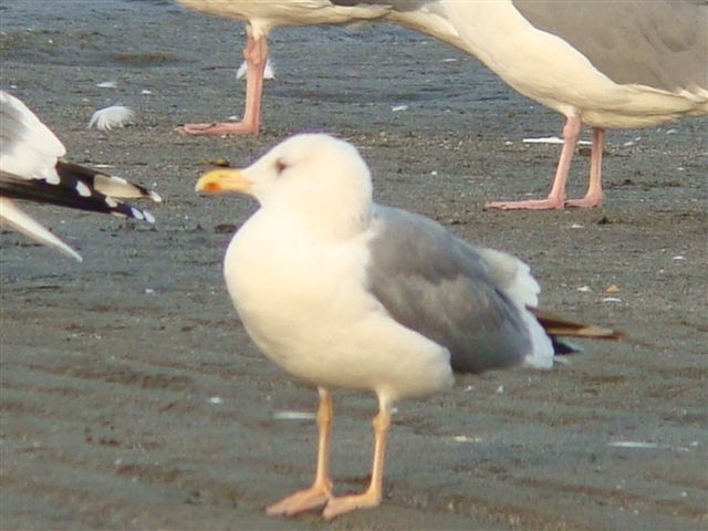 d0146038_3391786.jpg