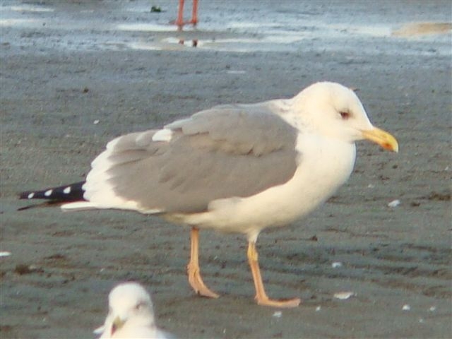 d0146038_3392897.jpg