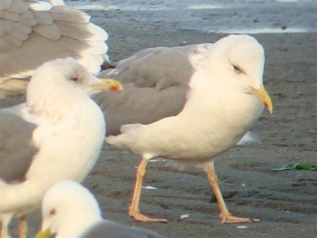 d0146038_3394018.jpg