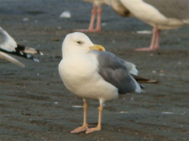 d0146038_339515.jpg