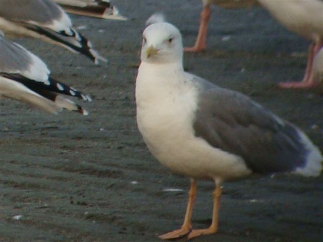 d0146038_3401261.jpg
