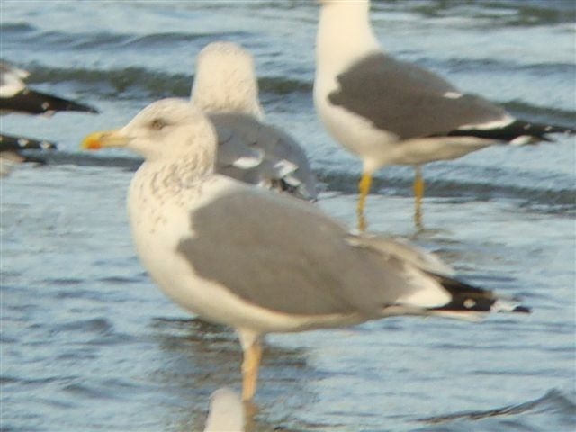 d0146038_3402246.jpg