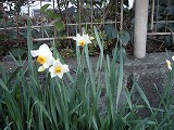 b0157246_082260.jpg