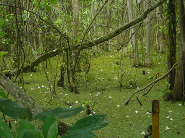 c0106446_350069.jpg