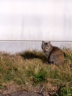 c0050264_22321524.jpg