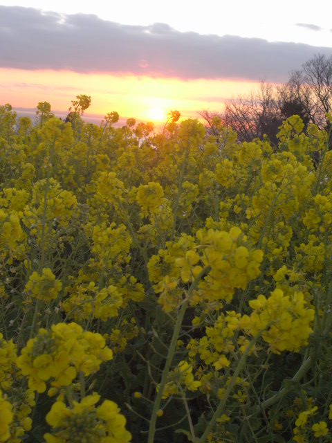 c0187166_1141570.jpg