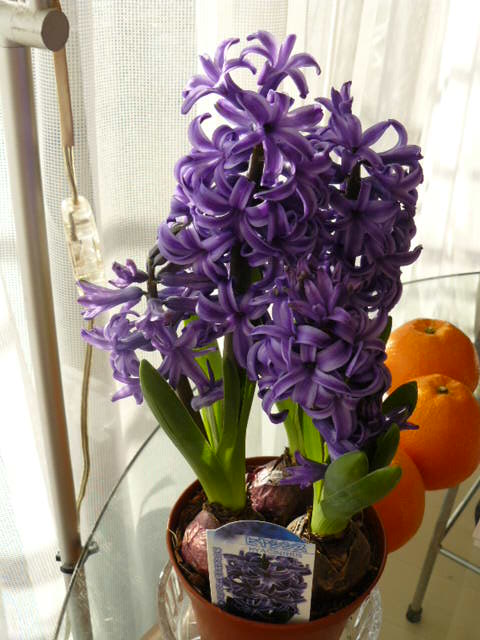 c0093179_9555991.jpg