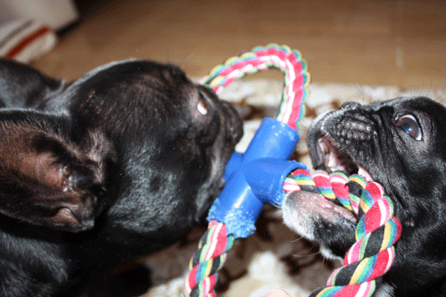 e0192548_10504278.gif