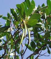 e0111793_11422086.jpg