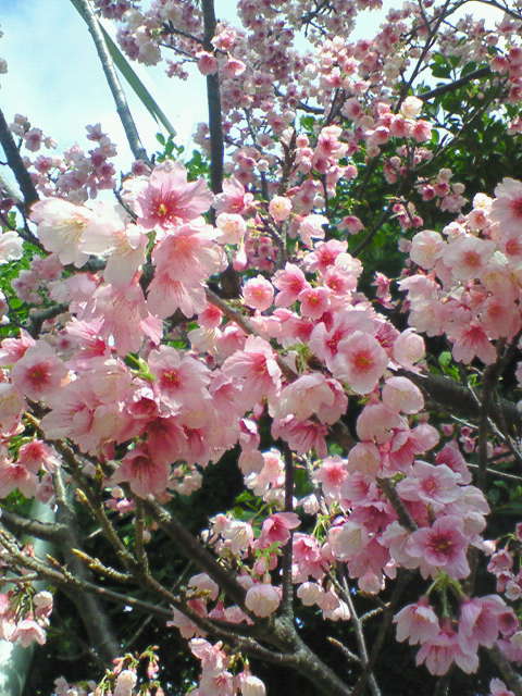 c0193396_159145.jpg