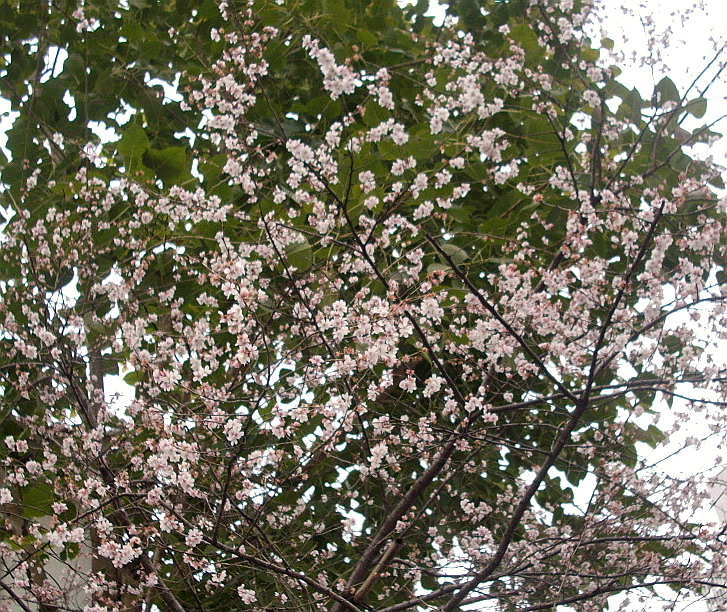 c0138198_16251953.jpg