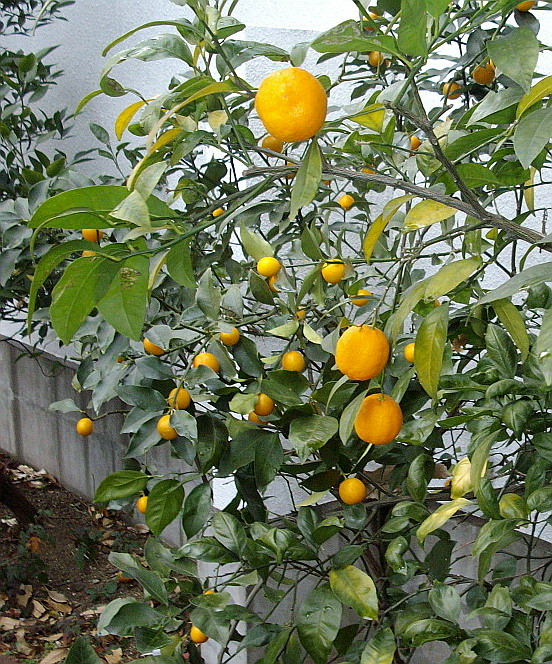 c0138198_16262560.jpg