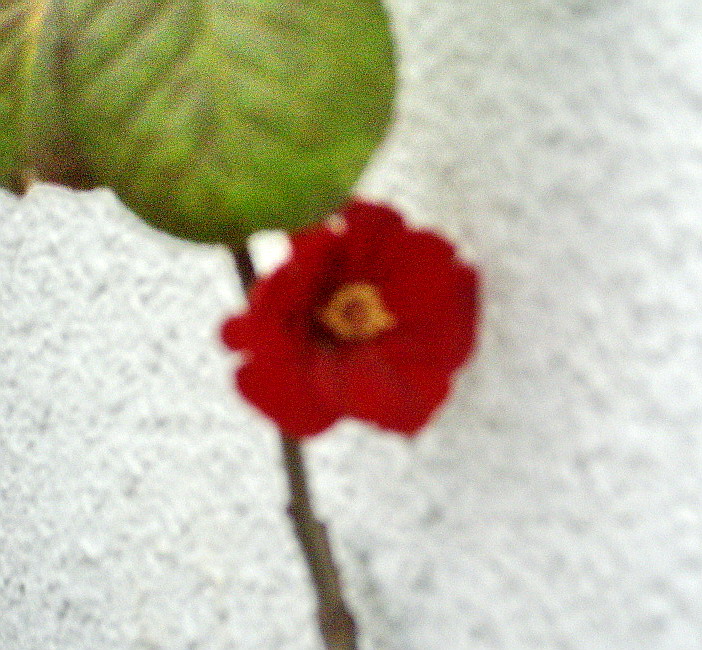 c0138198_1628071.jpg