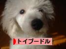 にほんブログ村 犬ブログ トイプードルへ