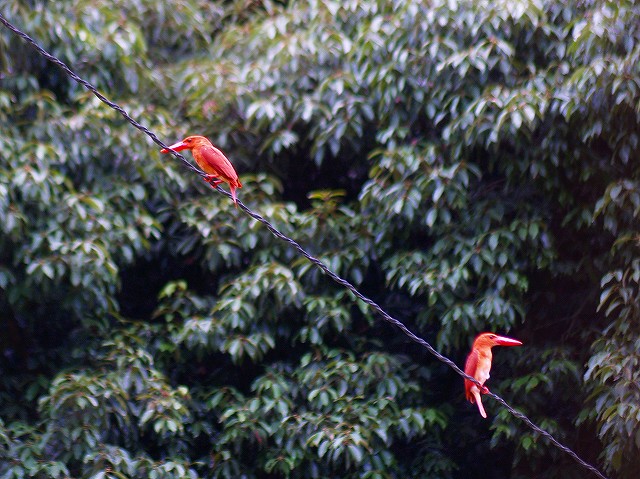 f0181821_17611.jpg