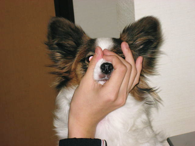 a0149240_1019332.jpg