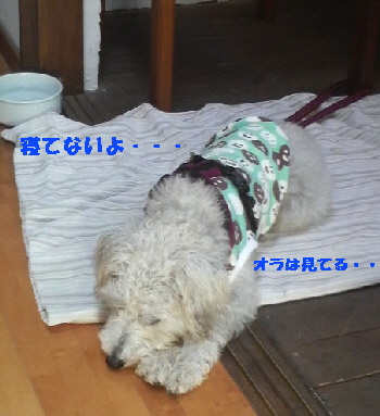 f0203369_20405157.jpg