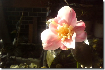 c0048701_1612798.jpg