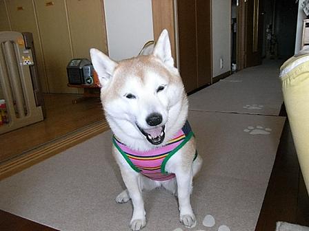 f0075043_21391540.jpg