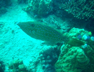 c0039073_11425157.jpg