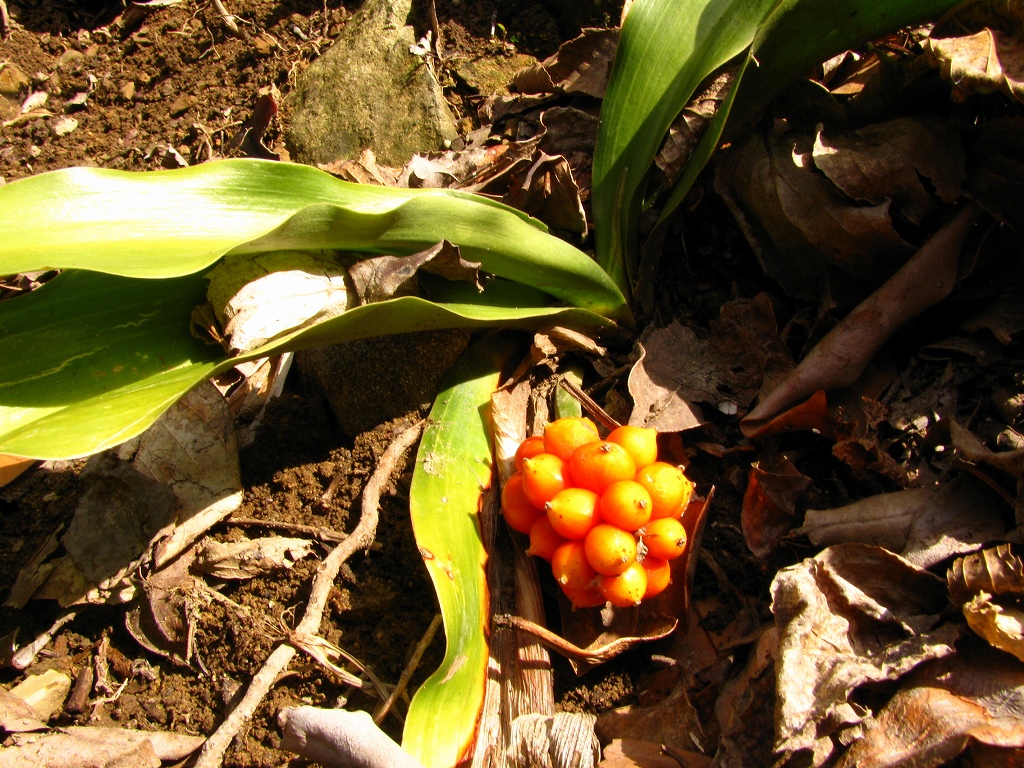 e0024081_20313341.jpg