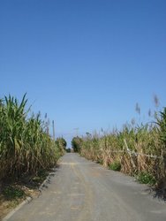 e0111793_0544129.jpg