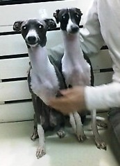 f0187704_184596.jpg