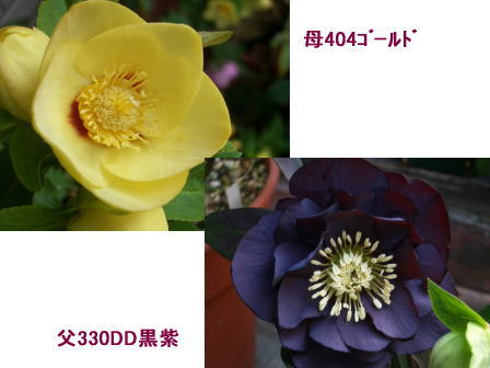 c0025140_0245425.jpg