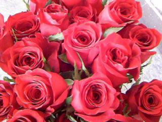 a0152665_1450158.jpg