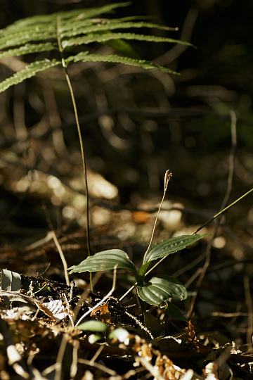e0054067_23223746.jpg