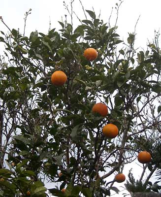 e0097770_0251942.jpg