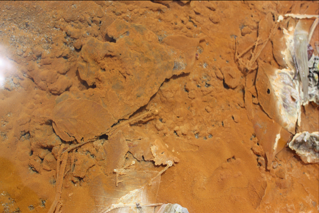 a0166378_10492097.jpg