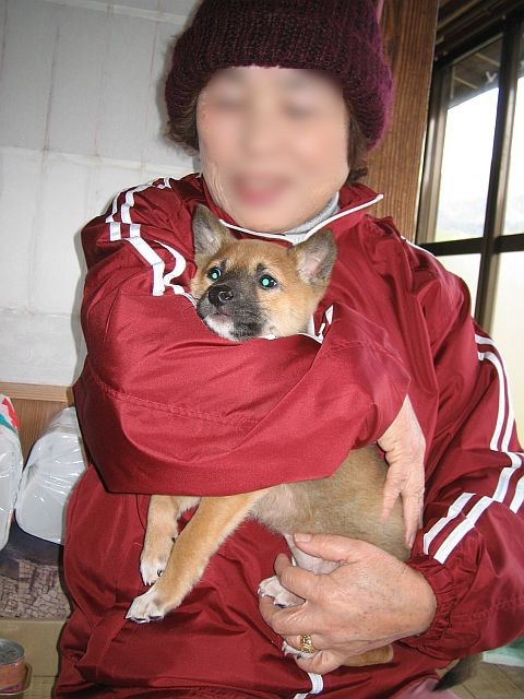 広島 犬 里親募集