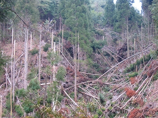 e0002820_1216257.jpg