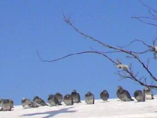 c0062796_9414095.jpg