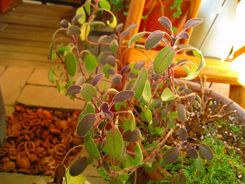 c0227800_231409.jpg