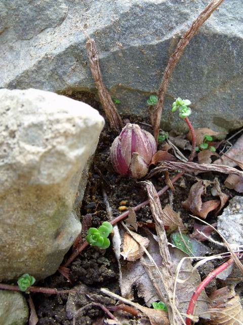 e0025300_1558473.jpg