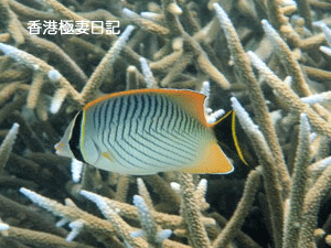 f0190653_11321542.gif