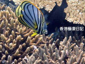 f0190653_1132613.gif