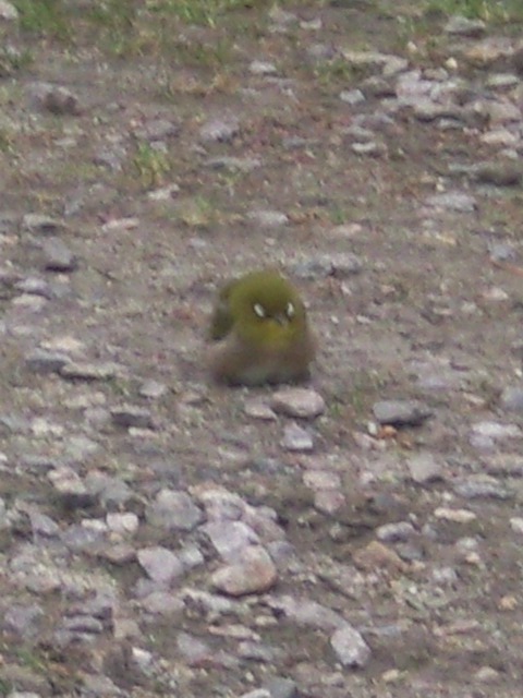 e0037055_18562590.jpg