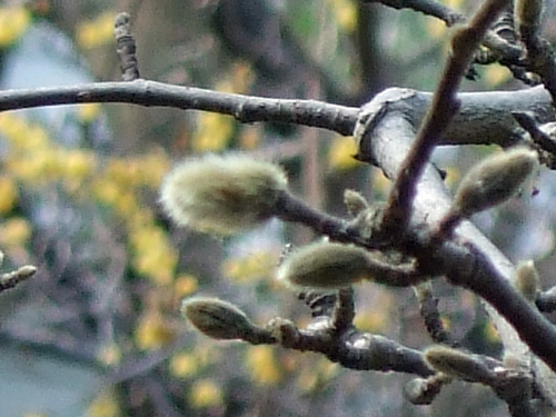 b0045357_1326353.jpg