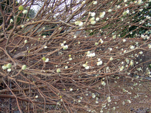 b0045357_13332896.jpg