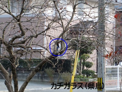 f0003174_10264613.jpg