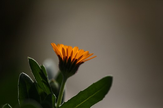 e0190885_19415551.jpg