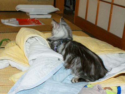 e0019594_11805.jpg