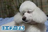 にほんブログ村 犬ブログ トイプードルへ