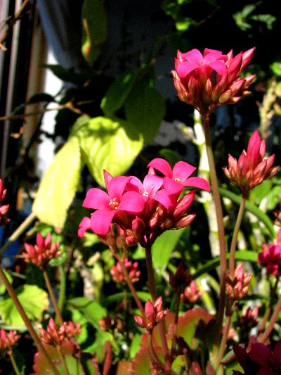 a0004023_10215458.jpg